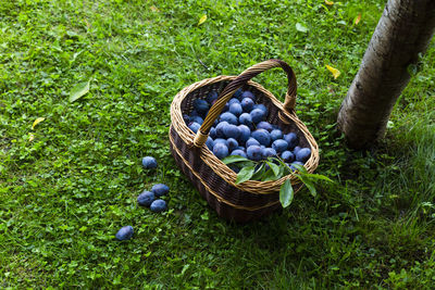 High angle view of berries in basket on field