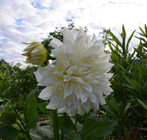 Close-up of white flower blooming outdoors