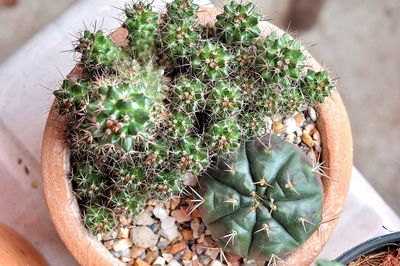 High angle view of cactus plant in pot