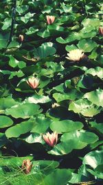 Full frame shot of water lily plants