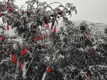 Low angle view of frozen tree against sky