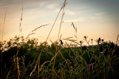 Close-up of stalks in field against sky