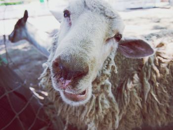 Close-up of goat on field