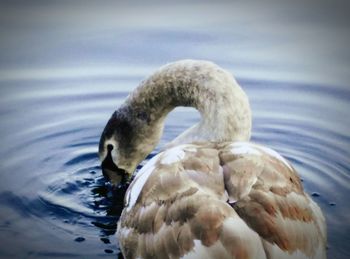 Close-up of swan swimming in lake