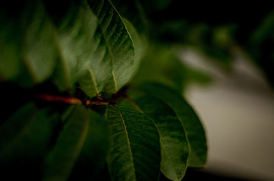 Close-up of insect on plant