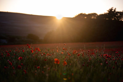 Scenic view of flowering plants on field against sky during sunset