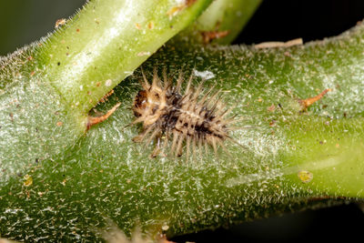 Close-up of spider on plant