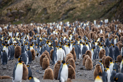 Penguins perching on beach