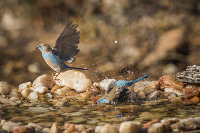 Side view of bird in water