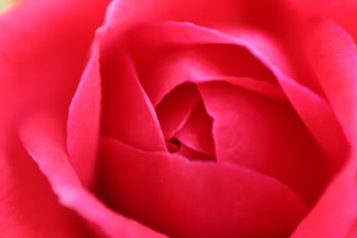 Full frame shot of red flower