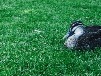 Close-up of bird on field