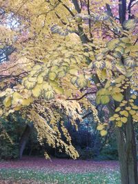 Trees growing on landscape