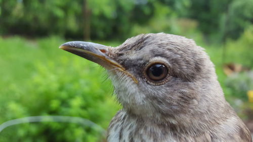 Close-up of owl