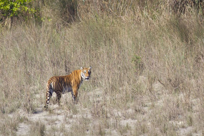 Full length of a cat on field