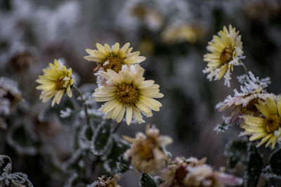 Close-up of white flowers