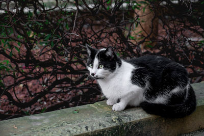 Cat relaxing on wall