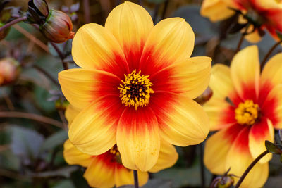 Close-up of yellow flowering plant