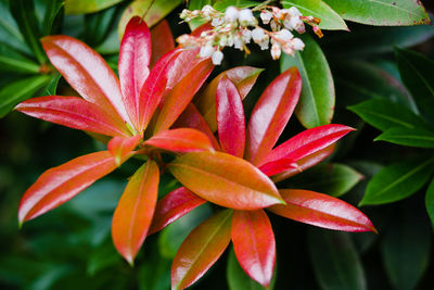Close-up of pink flowers