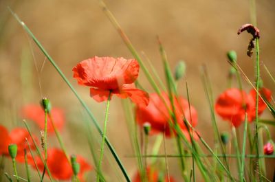 Close-up of red poppy flowers on field