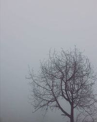 Bare trees against sky