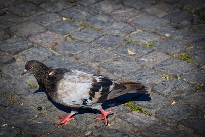 High angle view of bird on street