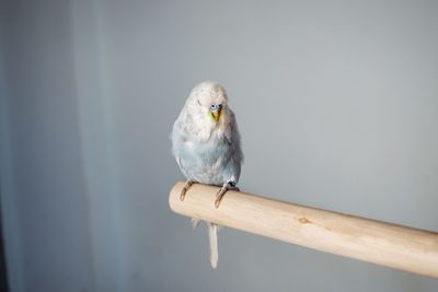 Close-up of bird perching