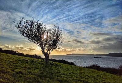 Tree on field against sky during sunset