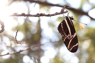 Close-up of butterfly on tree