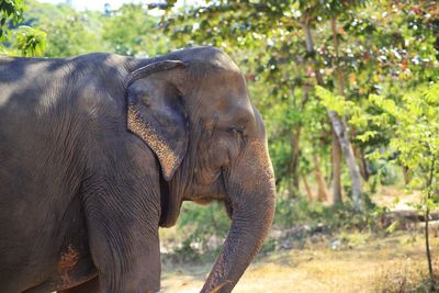 Side view of elephant in forest