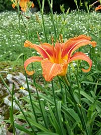 Close-up of pink rose blooming outdoors