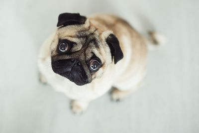 Close-up portrait of dog