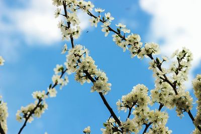 Low angle view of apple blossoms against sky