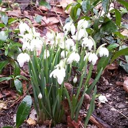 Close-up of white flowers blooming on field