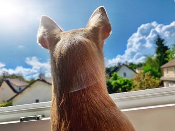 Close-up of horse against sky