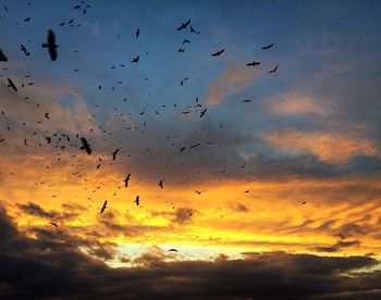 Low angle view of birds flying in sky