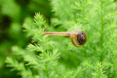 Close-up of snail on plant