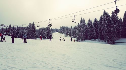 View of ski lift over snow covered trees