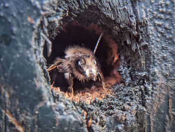 Close-up of spider on tree trunk