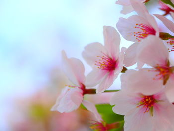 Close-up of pink cherry blossoms