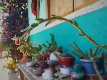 Close-up of potted plant