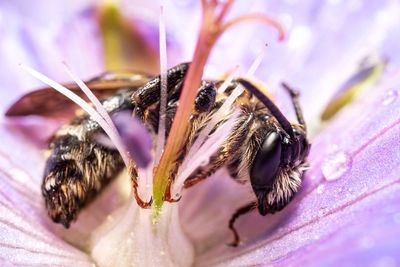 Close-up of bee pollinating on purple flower