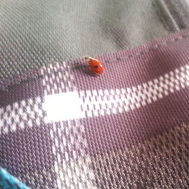 LadyBugLove