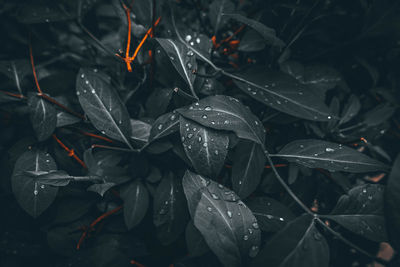 Close-up of wet plant leaves