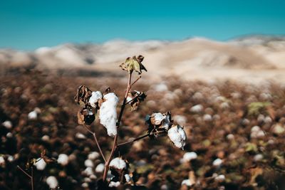 Close-up of wilted cotton plant on field