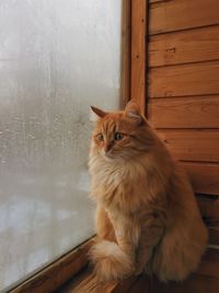 Portrait of cat sitting on floor