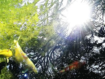 Low angle view of tree against sky