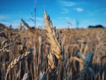 Close-up of stalks in field against sky