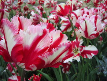 Close-up of pink flower