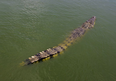 High angle view of crocodile swimming in lake