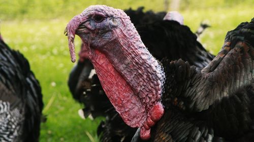 Close-up of a bird